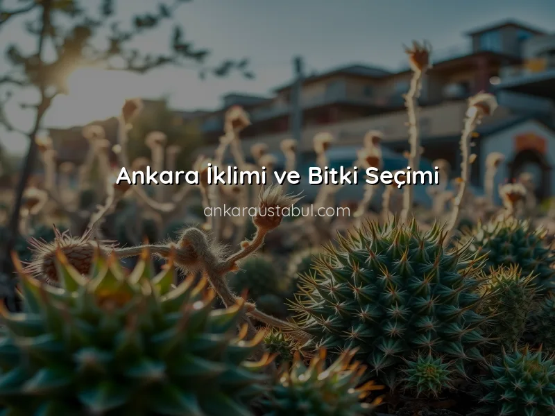Ankara İkliminde Bahçe Planlaması: Doğru Bitki Seçimi